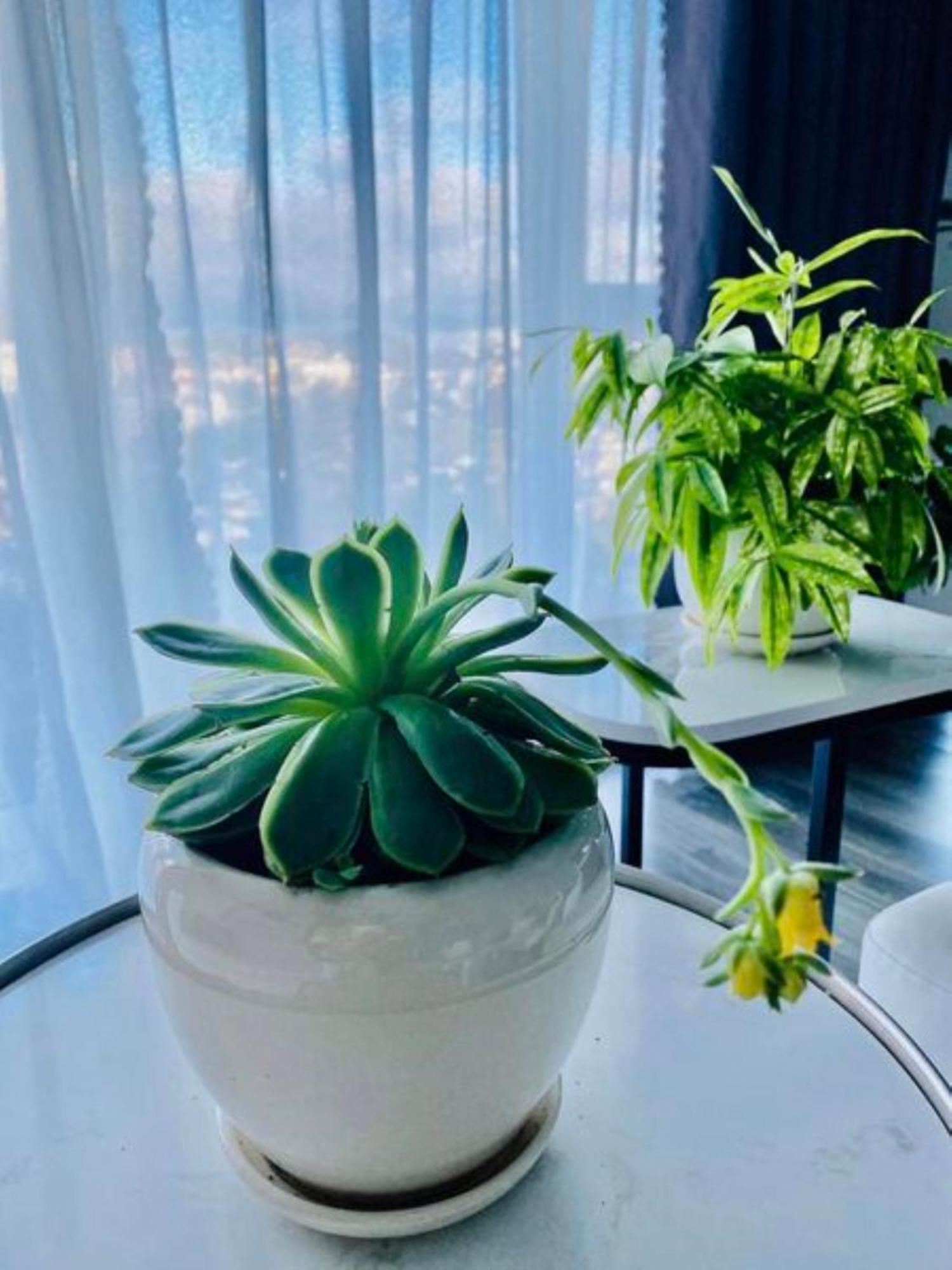 Rose House Apartment Dalat Bagian luar foto