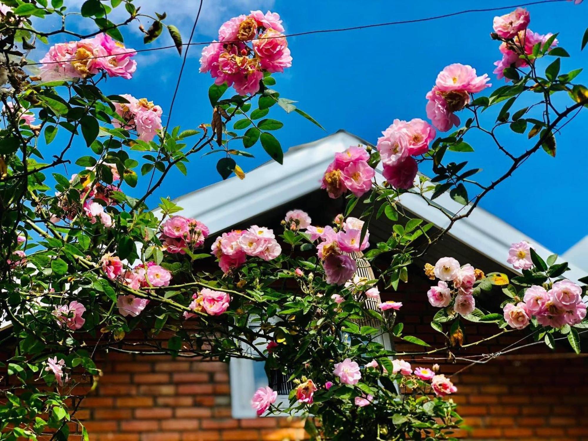 Rose House Apartment Dalat Bagian luar foto